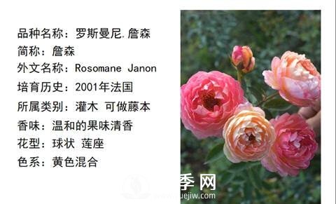 藤本月季經(jīng)典品種介紹，每一款都很美(圖6)