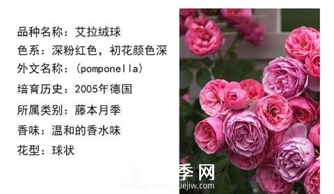 藤本月季經(jīng)典品種介紹，每一款都很美(圖14)