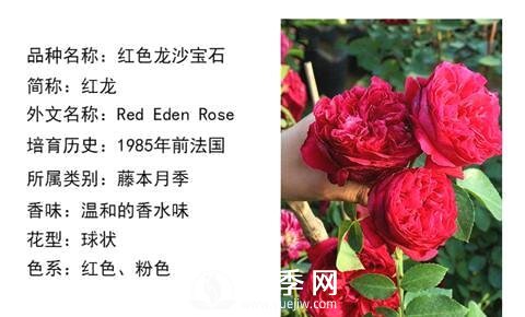 藤本月季經(jīng)典品種介紹，每一款都很美(圖2)