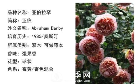 藤本月季經(jīng)典品種介紹，每一款都很美(圖7)