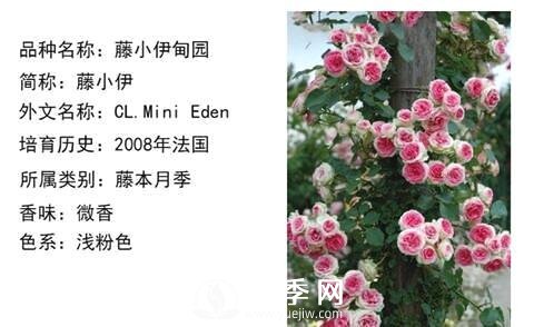 藤本月季經(jīng)典品種介紹，每一款都很美(圖10)