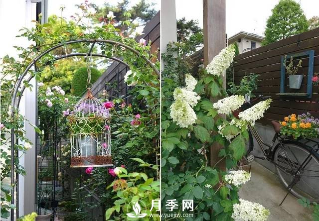 ***耐陰的藤本月季，你知道嗎(圖1)