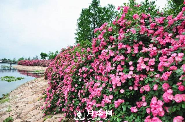 ***耐陰的藤本月季，你知道嗎(圖3)