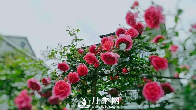 ***耐陰的藤本月季，你知道嗎(圖2)