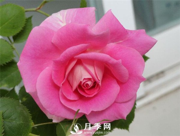 推薦豐花仙境月季，抗旱抗病，開花效果棒(圖1)