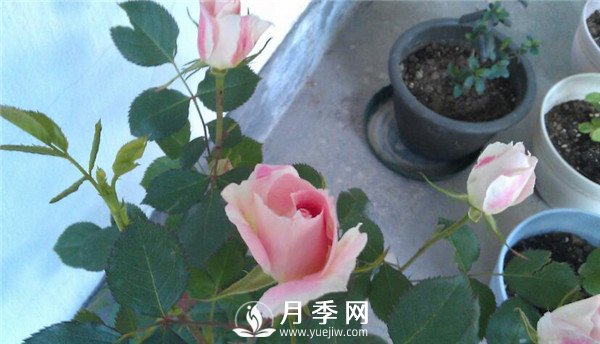 推薦豐花仙境月季，抗旱抗病，開花效果棒(圖4)