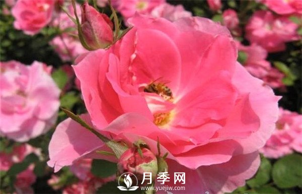 推薦豐花仙境月季，抗旱抗病，開花效果棒(圖5)
