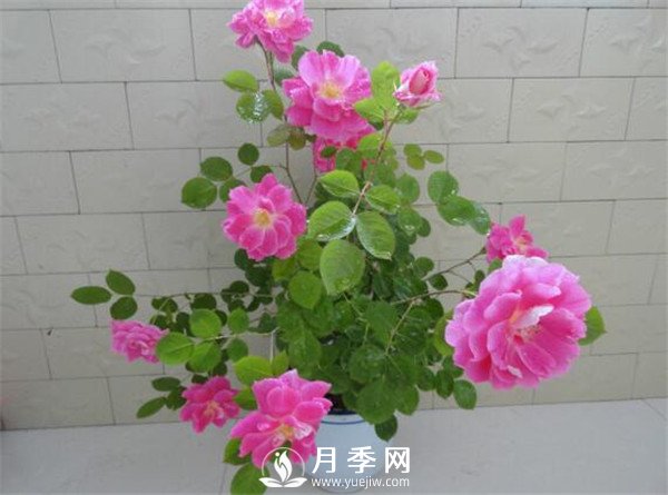 推薦豐花仙境月季，抗旱抗病，開花效果棒(圖2)