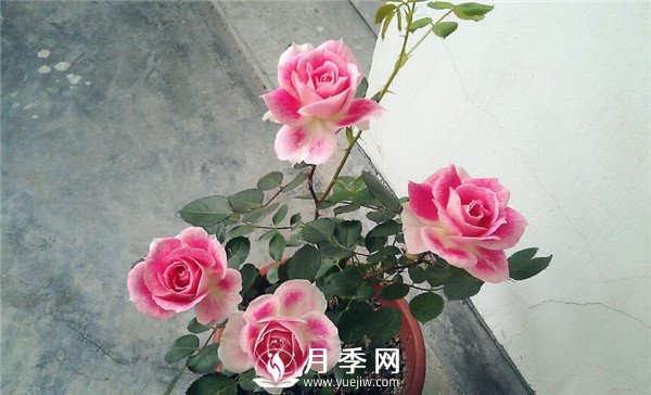 推薦豐花仙境月季，抗旱抗病，開花效果棒(圖3)