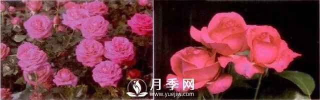 俞紅強團隊自育月季新品種有哪些？(圖2)