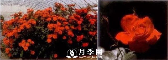 俞紅強團隊自育月季新品種有哪些？(圖3)