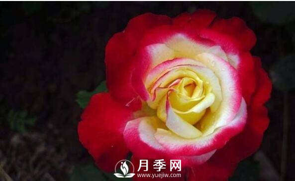 月季品種繁多，不過哪種月季花***香，你知道嗎？(圖2)