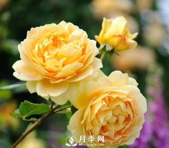 月季品種繁多，不過哪種月季花***香，你知道嗎？(圖1)