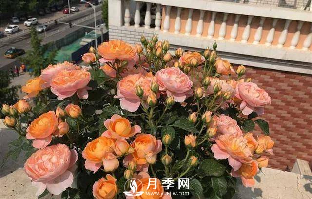 果汁陽臺，近年來流行的陽臺盆栽微型月季(圖3)