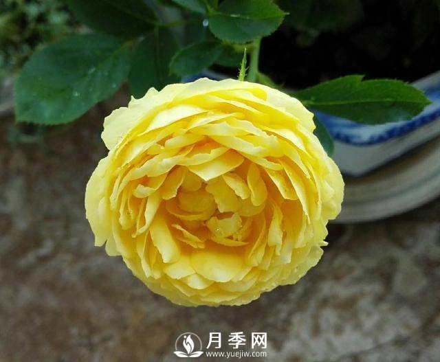 養(yǎng)好月季看“條件”，具備這2個(gè)要求，葉綠開花旺(圖1)