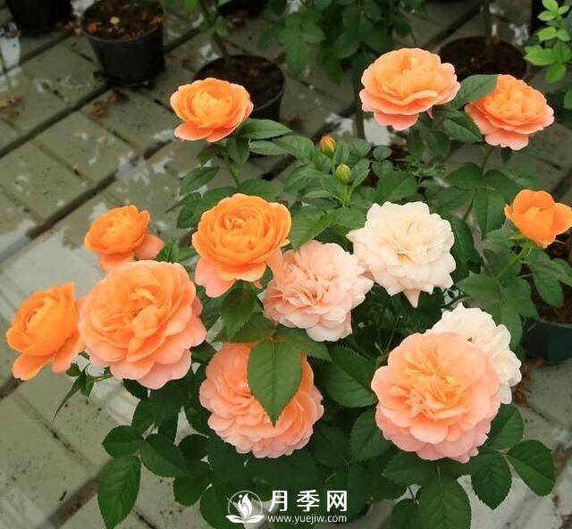 月季花黃葉怎么辦？注意4個(gè)細(xì)節(jié)，葉片綠又亮(圖1)