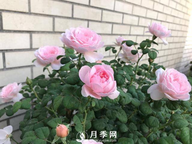 月季花黃葉怎么辦？注意4個(gè)細(xì)節(jié)，葉片綠又亮(圖2)