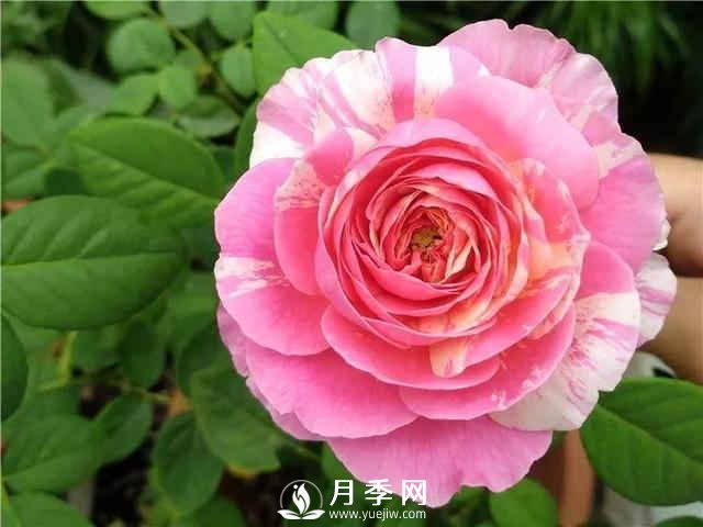 夏季養(yǎng)月季，如何快速的給土壤降溫(圖1)
