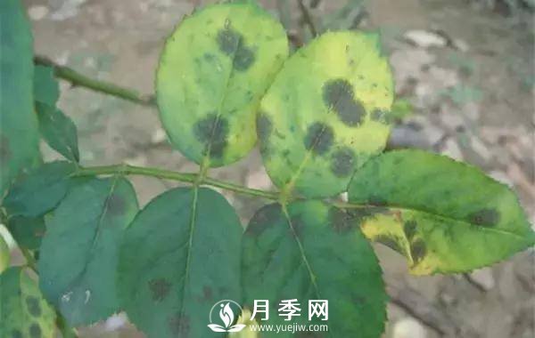 養(yǎng)護好月季花，這些蟲害技巧你要知道(圖1)