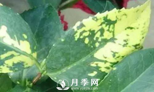 養(yǎng)護好月季花，這些蟲害技巧你要知道(圖7)