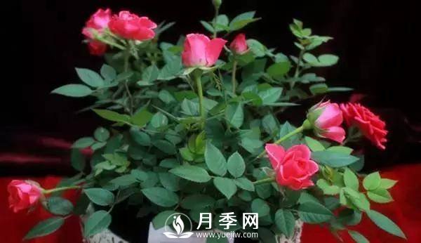 養(yǎng)護好月季花，這些蟲害技巧你要知道(圖6)