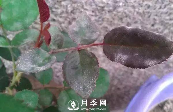 養(yǎng)護好月季花，這些蟲害技巧你要知道(圖3)