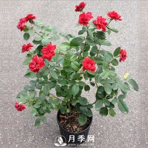 養(yǎng)護好月季花，這些蟲害技巧你要知道(圖8)