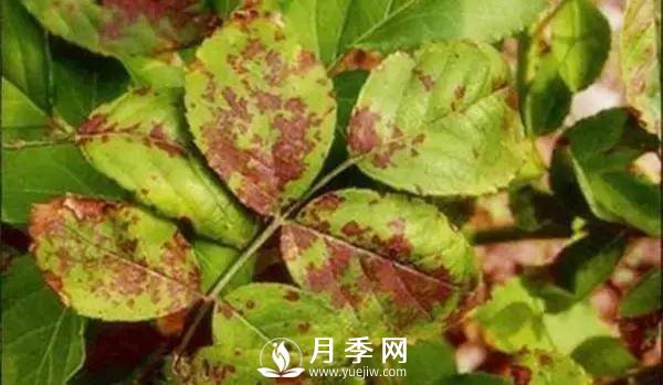 養(yǎng)護好月季花，這些蟲害技巧你要知道(圖5)