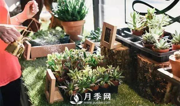 養(yǎng)護好月季花，這些蟲害技巧你要知道(圖4)