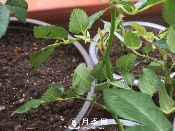 養(yǎng)護好月季花，這些蟲害技巧你要知道(圖2)