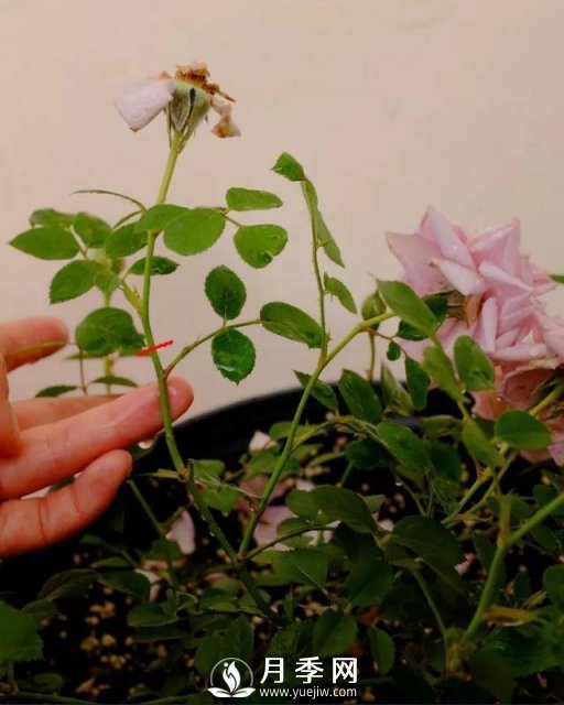 月季花謝以后，簡(jiǎn)單3步操作，20天冒花苞，30天開(kāi)爆盆(圖1)