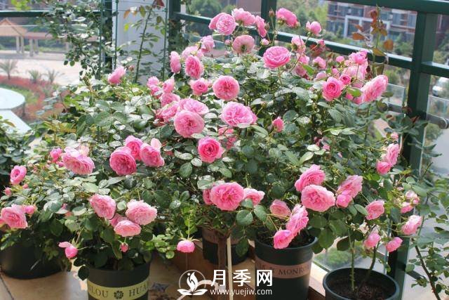 月季花謝以后，簡(jiǎn)單3步操作，20天冒花苞，30天開(kāi)爆盆(圖3)