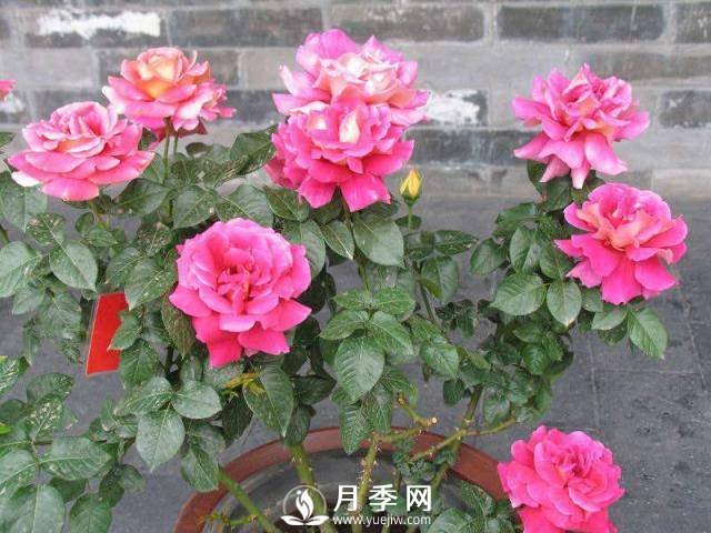 月季花謝以后，簡(jiǎn)單3步操作，20天冒花苞，30天開(kāi)爆盆(圖4)