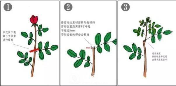 月季花謝以后，簡(jiǎn)單3步操作，20天冒花苞，30天開(kāi)爆盆(圖2)