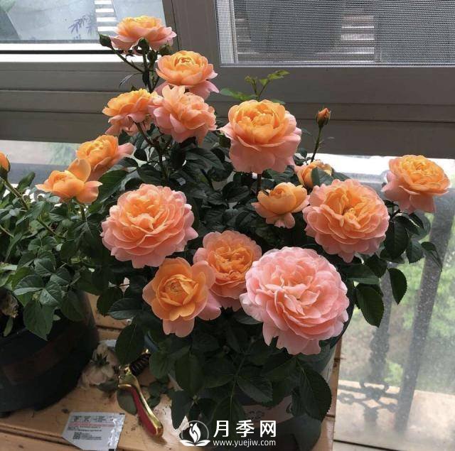 月季花謝以后，簡(jiǎn)單3步操作，20天冒花苞，30天開(kāi)爆盆(圖5)