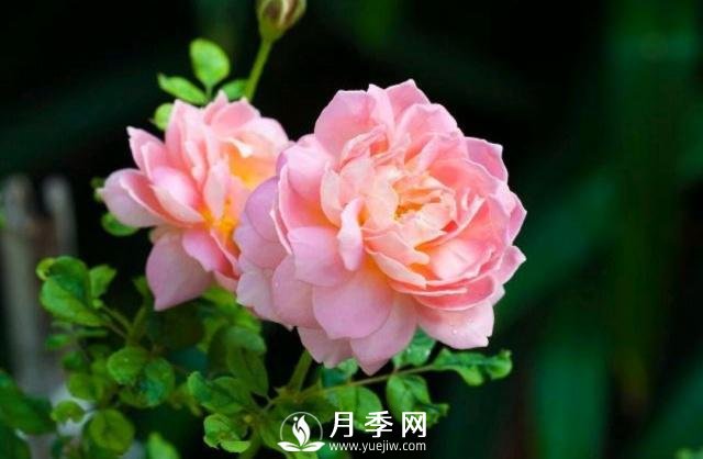 月季花**次修剪什么時候？修剪的目的是什么(圖1)