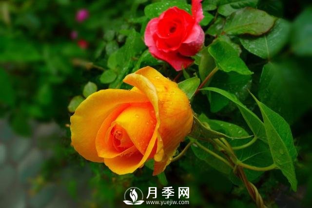 月季花**次修剪什么時候？修剪的目的是什么(圖2)