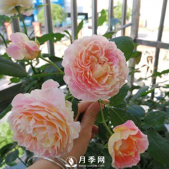 半米防盜窗養(yǎng)藤本月季，養(yǎng)成月季花園(圖9)