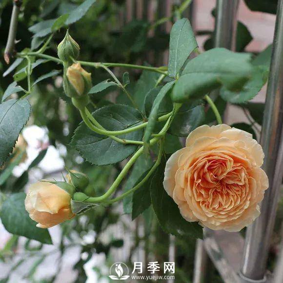 半米防盜窗養(yǎng)藤本月季，養(yǎng)成月季花園(圖4)