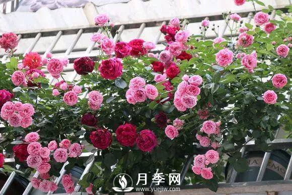 半米防盜窗養(yǎng)藤本月季，養(yǎng)成月季花園(圖1)