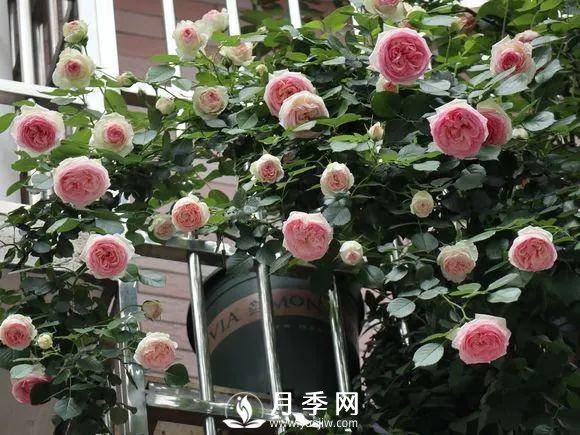 半米防盜窗養(yǎng)藤本月季，養(yǎng)成月季花園(圖2)
