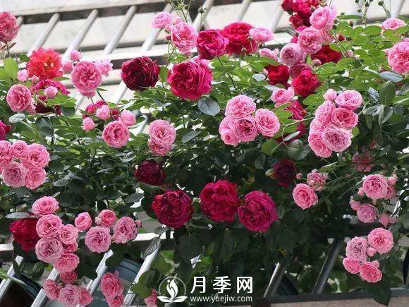 半米防盜窗養(yǎng)藤本月季，養(yǎng)成月季花園(圖10)