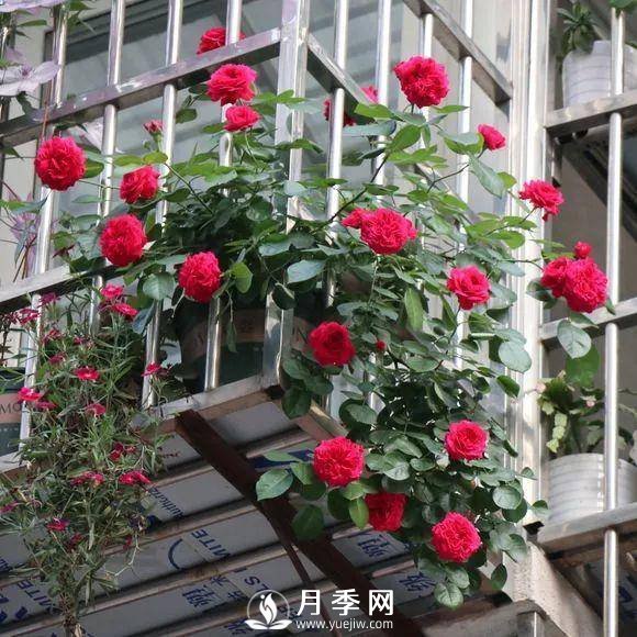 半米防盜窗養(yǎng)藤本月季，養(yǎng)成月季花園(圖11)