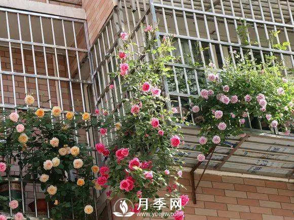 半米防盜窗養(yǎng)藤本月季，養(yǎng)成月季花園(圖5)