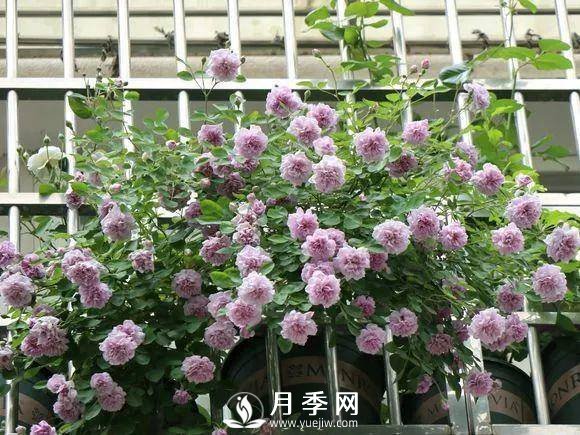 半米防盜窗養(yǎng)藤本月季，養(yǎng)成月季花園(圖3)