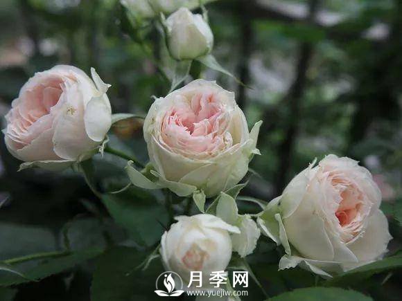 半米防盜窗養(yǎng)藤本月季，養(yǎng)成月季花園(圖7)