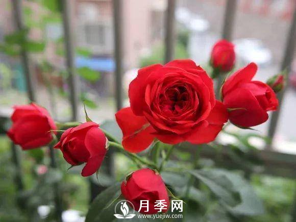 半米防盜窗養(yǎng)藤本月季，養(yǎng)成月季花園(圖8)