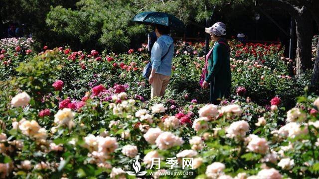 陶然亭公園勝春山房景區(qū)月季開放正當時(圖2)