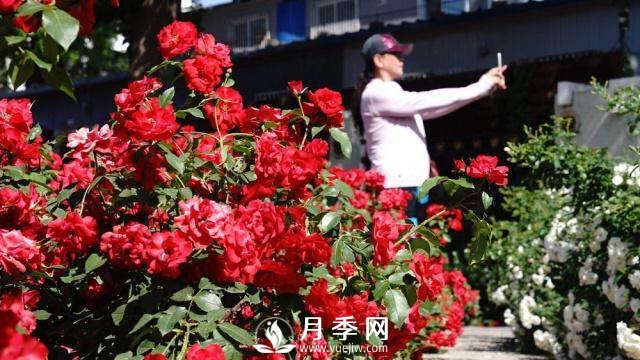 陶然亭公園勝春山房景區(qū)月季開放正當時(圖4)