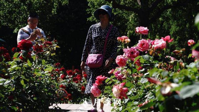 陶然亭公園勝春山房景區(qū)月季開放正當時(圖6)